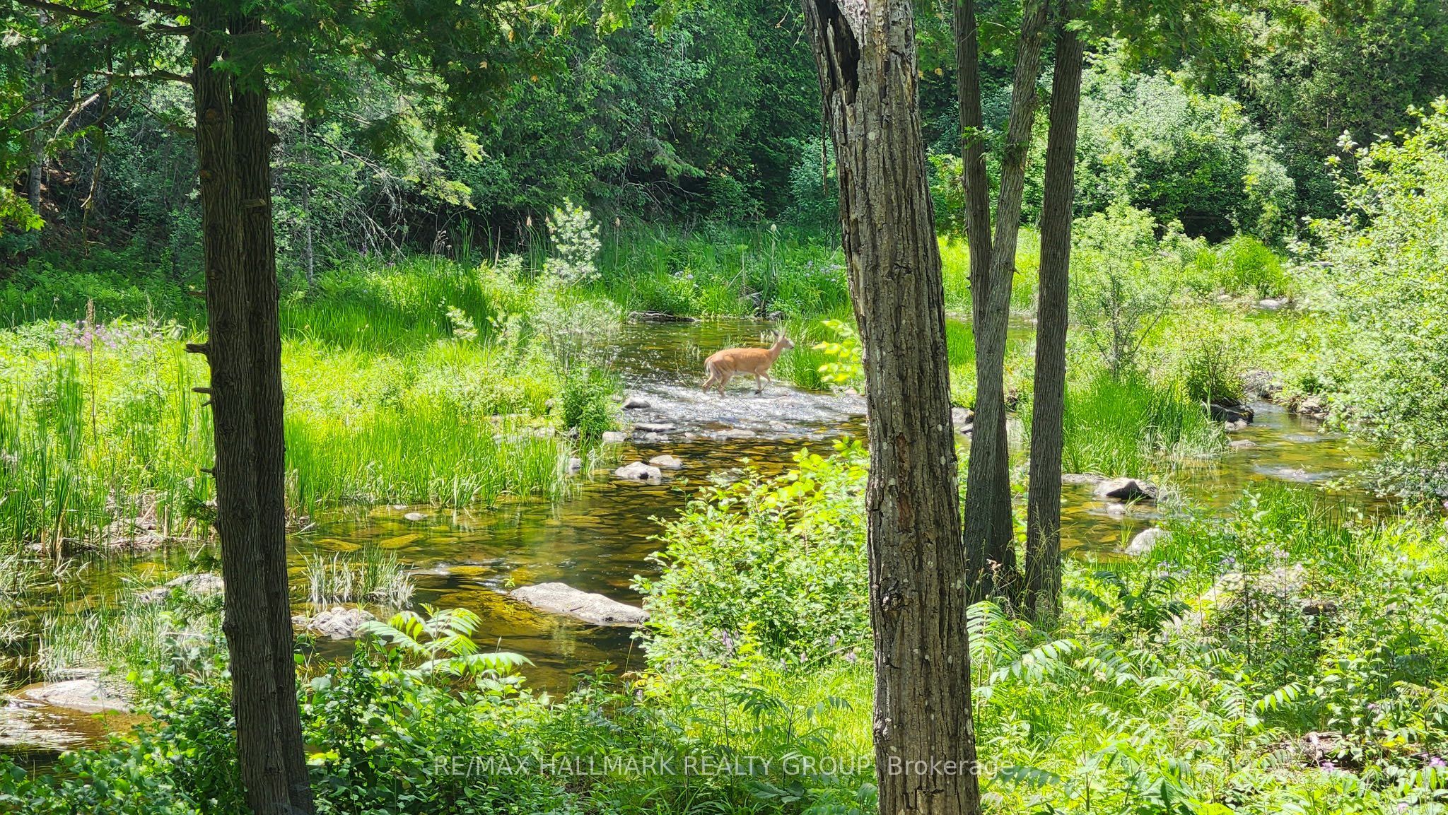 Listing 77780 Image
