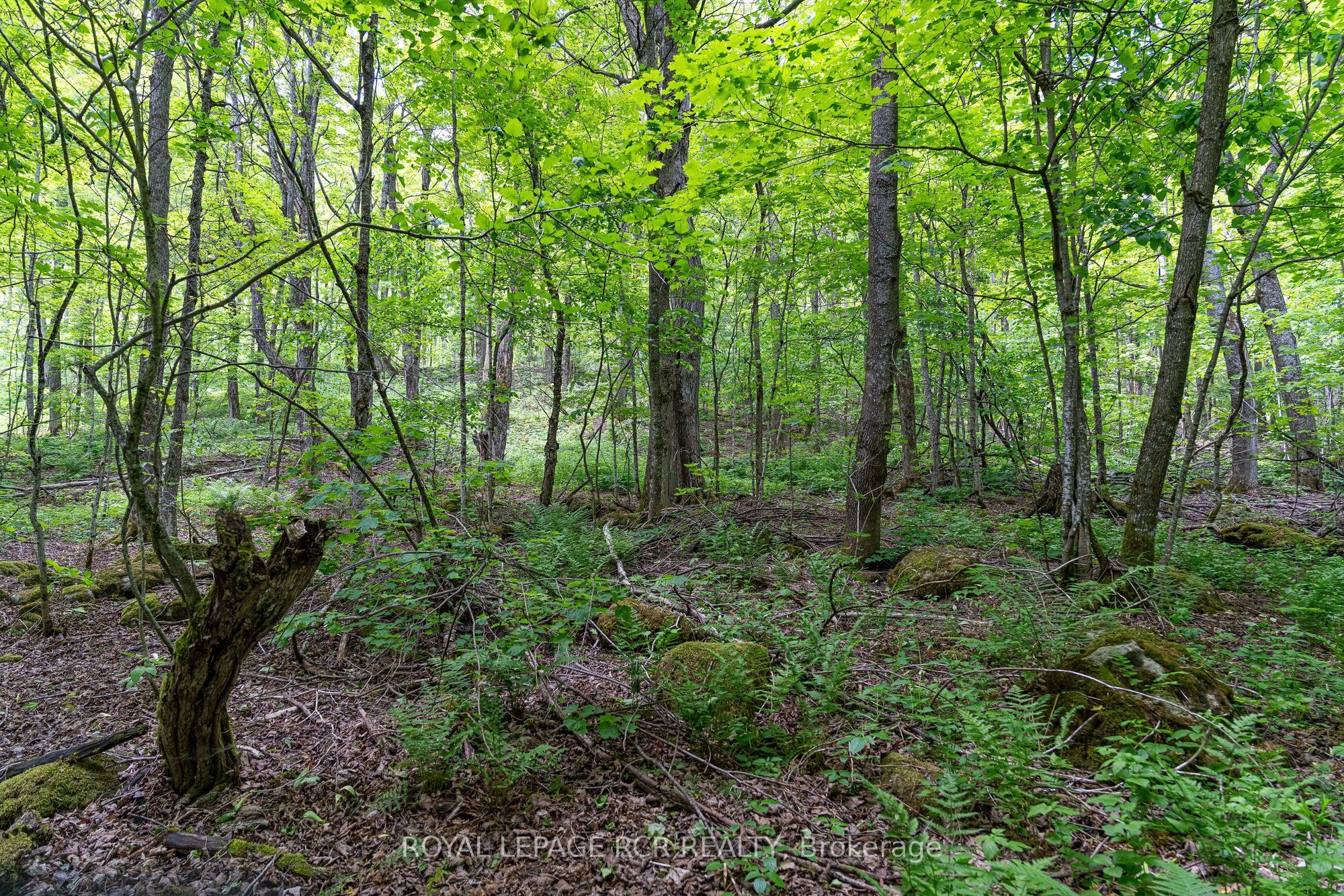 Listing 103720 Image